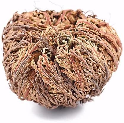 2 Pack Large Jericho Rose Dried Flowers (2.5