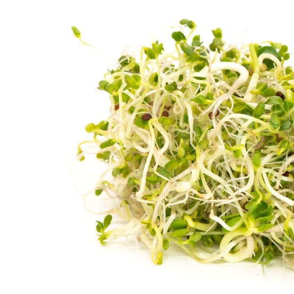 Organic Mumm's Sprouting Seeds - Broccoli Brassica Blend for Microgreens, Salad & Healthy Eating | Non-GMO, High Germination Rate | Perfect for Home Gardening, Smoothies & Vegan Recipes