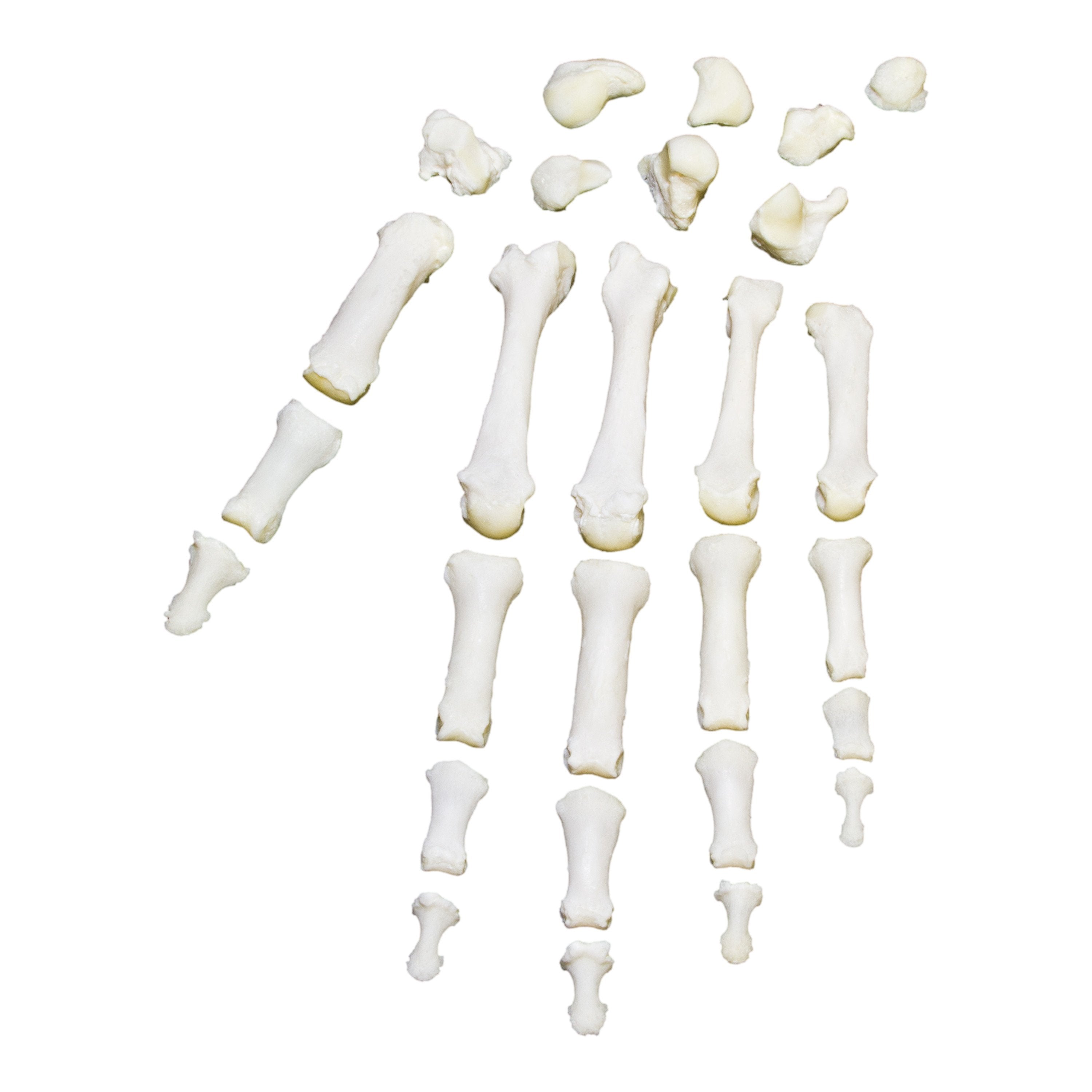 Premium Realistic Human Hand Model for Medical Research & Anatomy Study - Ideal for Doctors, Students & Educational Demonstrations