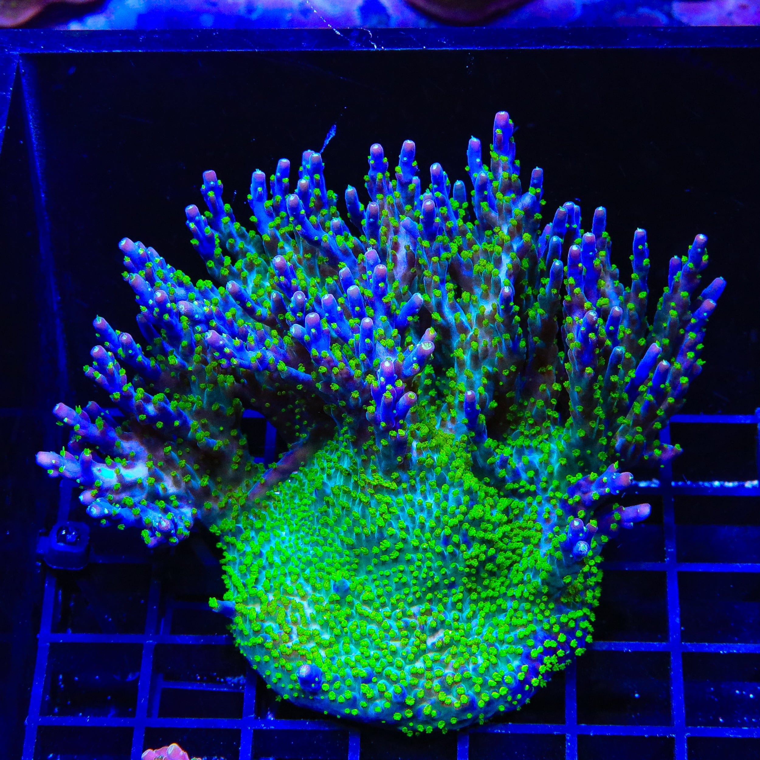 Premium Garf Bonsai Acropora Colony Coral for Saltwater Aquariums - Vibrant Live Coral for Reef Tanks & Marine Aquascaping