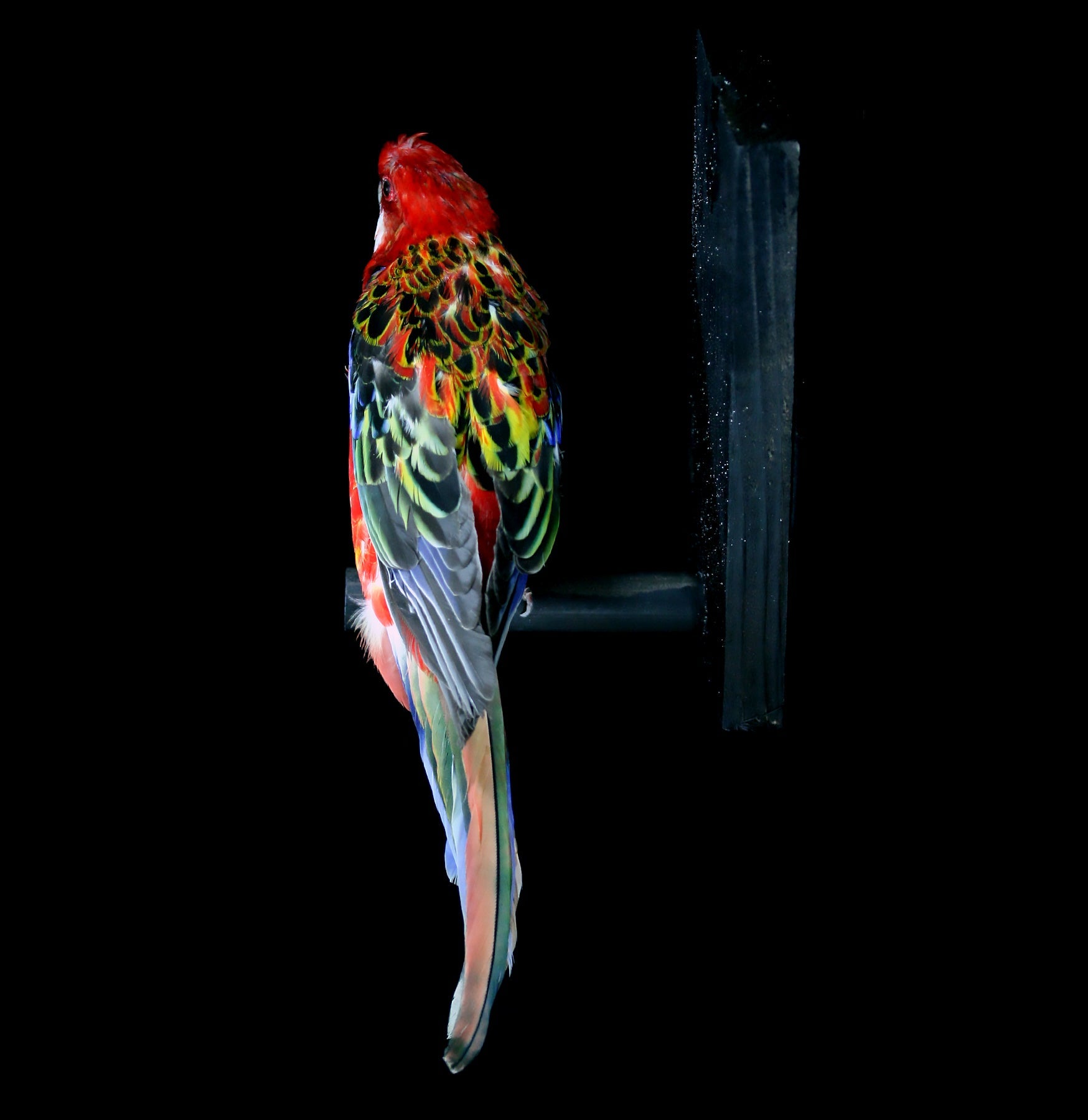 Western Rosella Taxidermy Specimen - Realistic Stuffed Bird for Home Decor, Collector's Display & Educational Use - Perfect for Nature Lovers & Vintage Interior Design