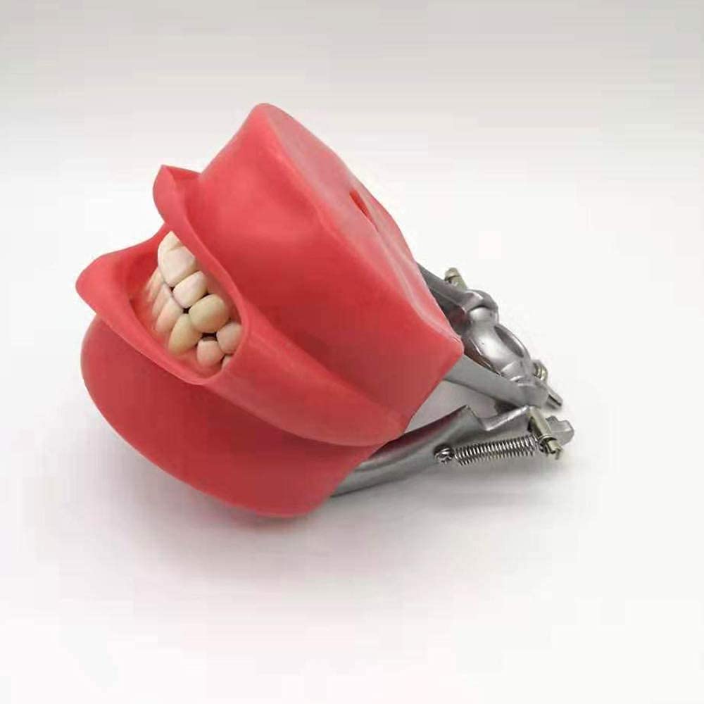 Professional Dental Full Mouth Detachable Tooth Simulation Model with 28PCS Teeth - Perfect for Dental Students, Dentists & Orthodontic Training, Classroom Demonstrations & Patient Education