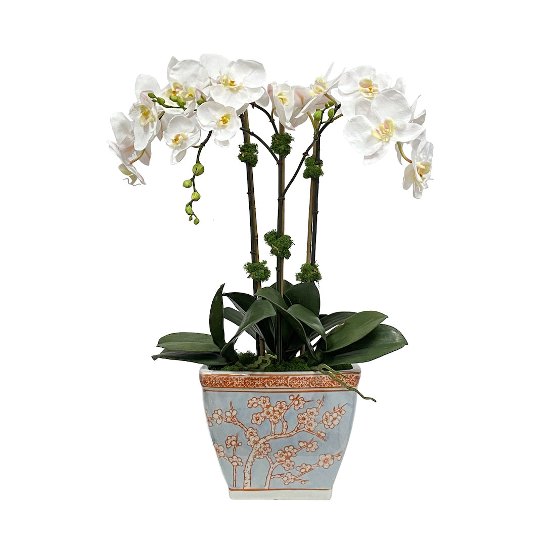 Beautiful Orchids in Cherry Blossom Cachepot - Elegant Home Decor for Living Room, Office & Wedding Centerpieces