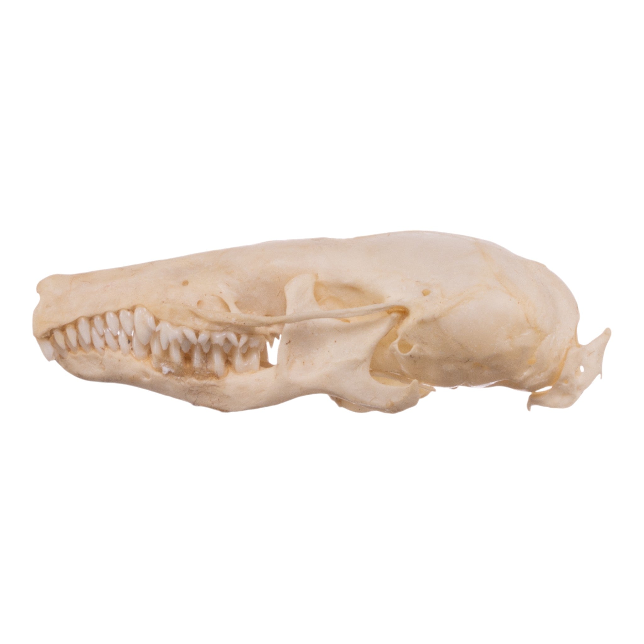 Authentic Townsend's Mole Skeleton Specimen - Disarticulated for Educational & Scientific Study | Perfect for Biology Classrooms, Museum Displays & Research Labs