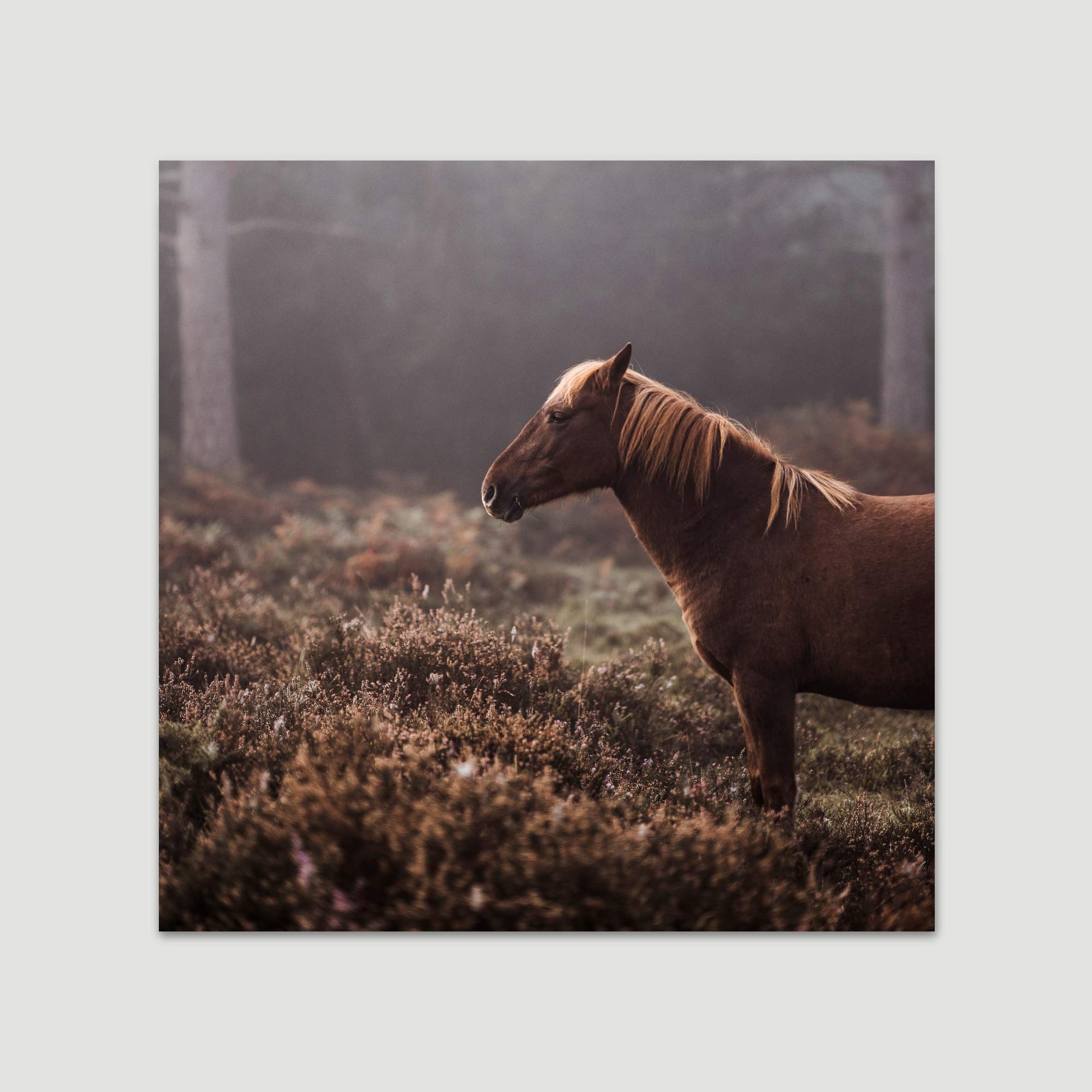 Premium Horse Wall Art Prints - Farmhouse & Country Style IV Animals Photography, 12x12 Inches, Ready to Hang for Living Room & Bedroom Decor | Perfect for Western, Equestrian & Ranch Home Themes