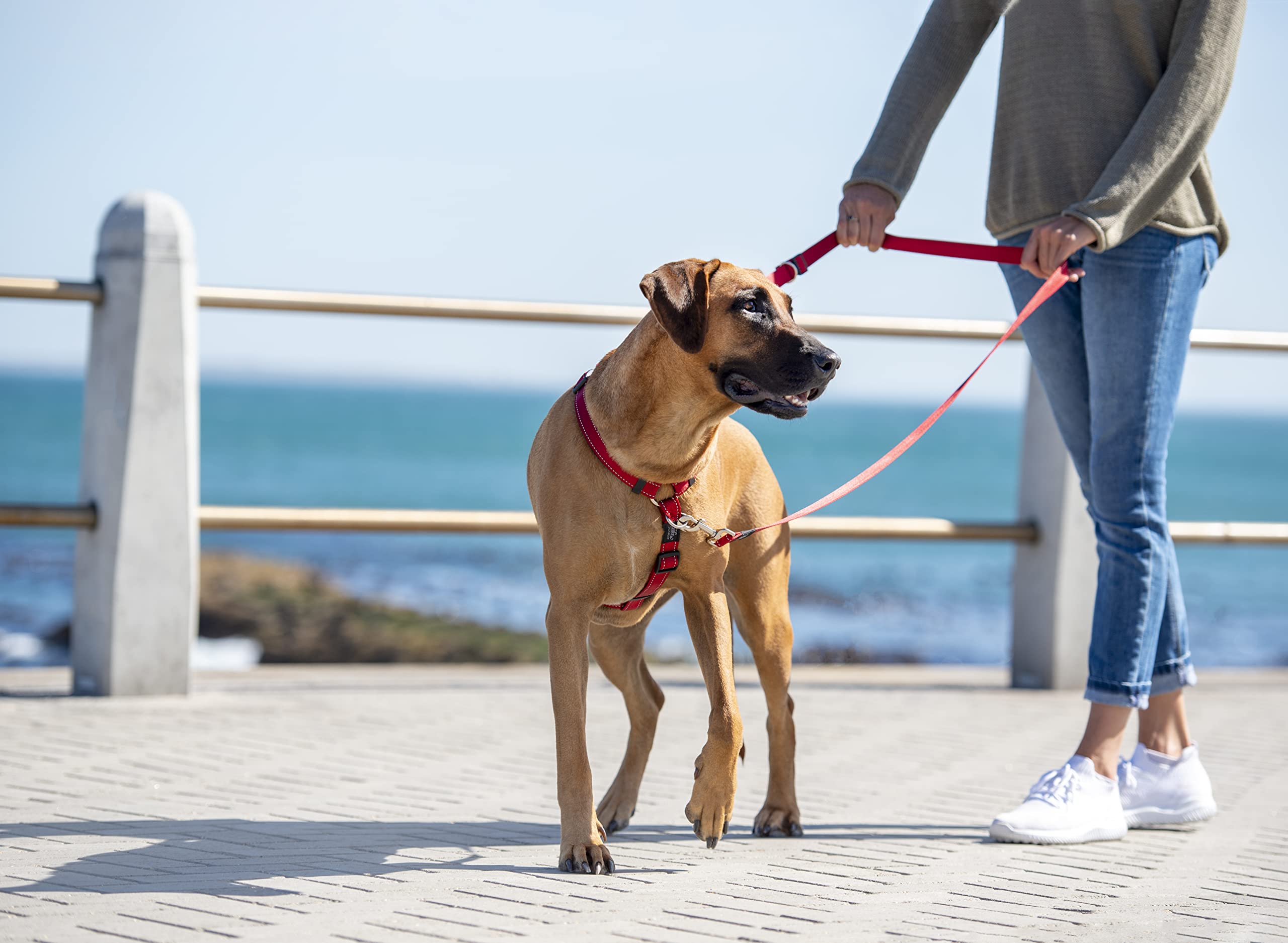 Multi-Function Dog Leash Control Medium - Red | Adjustable Hands-Free Pet Walking Lead for Running, Hiking & Training
