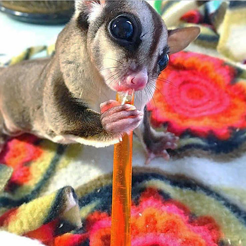 Premium Sugar Glider Treat Bundle - Natural Snacks for Small Pets - Perfect for Bonding, Training & Enrichment Activities