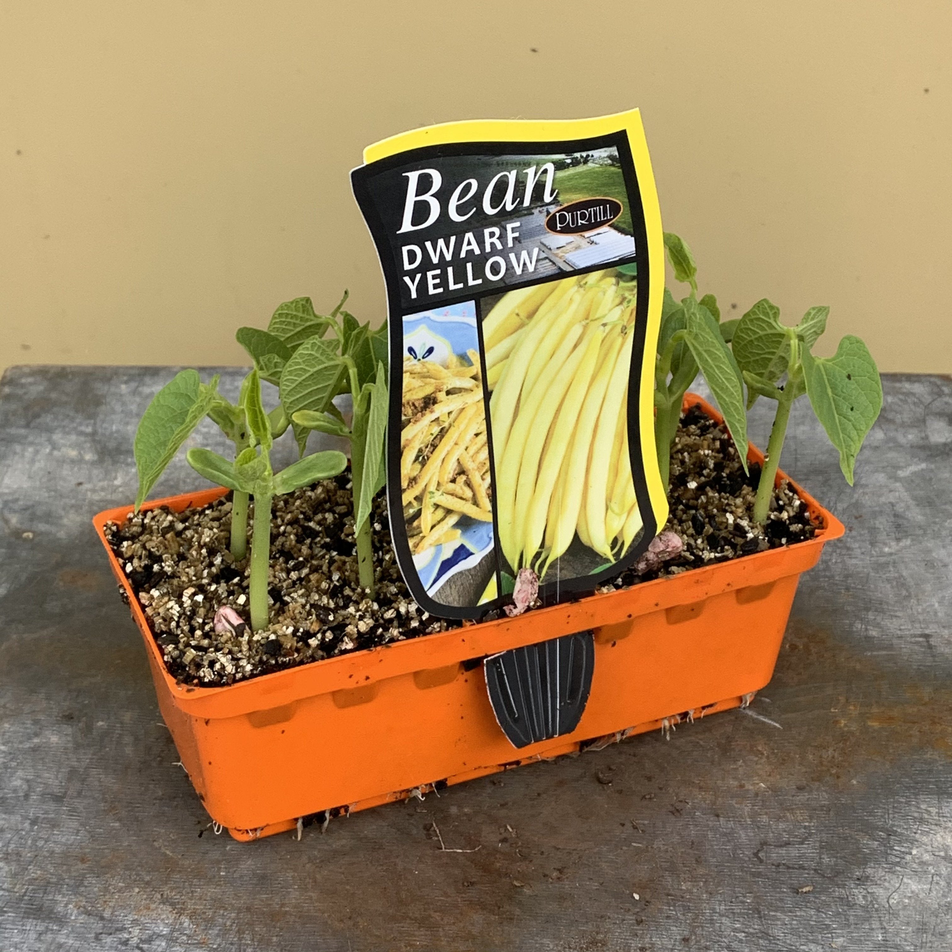 Organic Yellow Dwarf Bush Beans Seeds - Non-GMO, Heirloom Vegetable Seeds for Home Gardening - Perfect for Containers, Raised Beds & Backyard Gardens