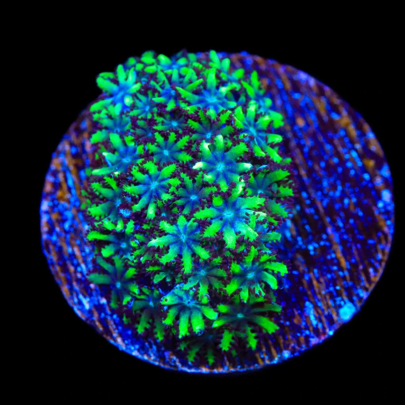 Premium Blue Green Sympodium Coral for Saltwater Aquariums – Perfect for Reef Tanks & Marine Displays