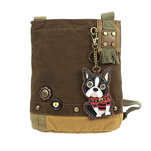 Boston Terrier