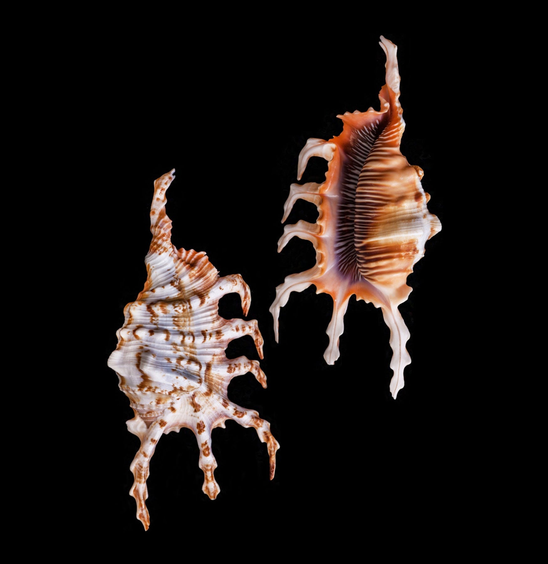 Lambis Scorpius Spider Shell - Rare Natural Seashell for Beach Decor, Collectors & Home Display | Perfect for Coastal Themed Decorations, Aquariums & Craft Projects