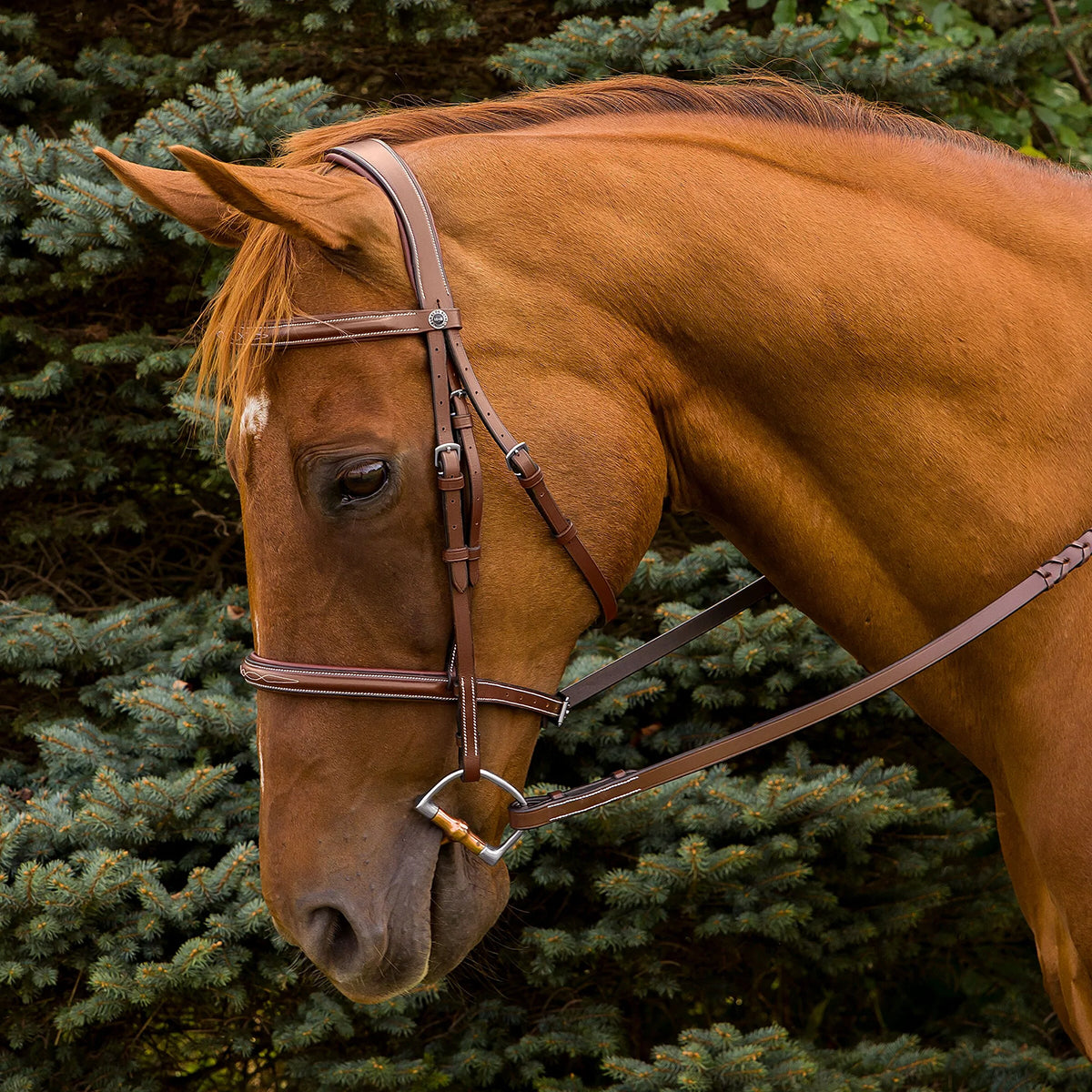 Premium HDR Pro Mono Crown Padded Fancy Bridle for Equestrian Riding - Perfect for Dressage, Show Jumping & English Horseback Riding
