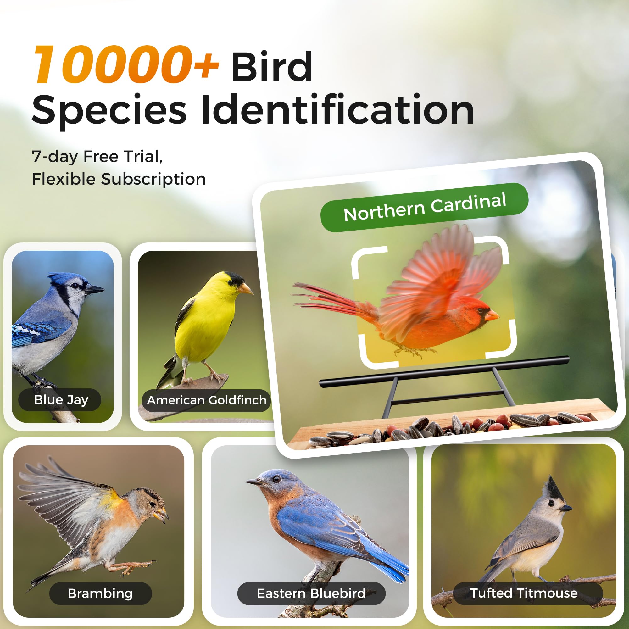 Smart Bird Feeder with Camera - 3L Capacity, AI Bird Identification for 10,000+ Species, Cloud Storage & Instant Alerts | Perfect Gift for Bird Lovers, Backyard Wildlife Watching & Christmas Presents