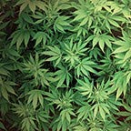 Weeds
