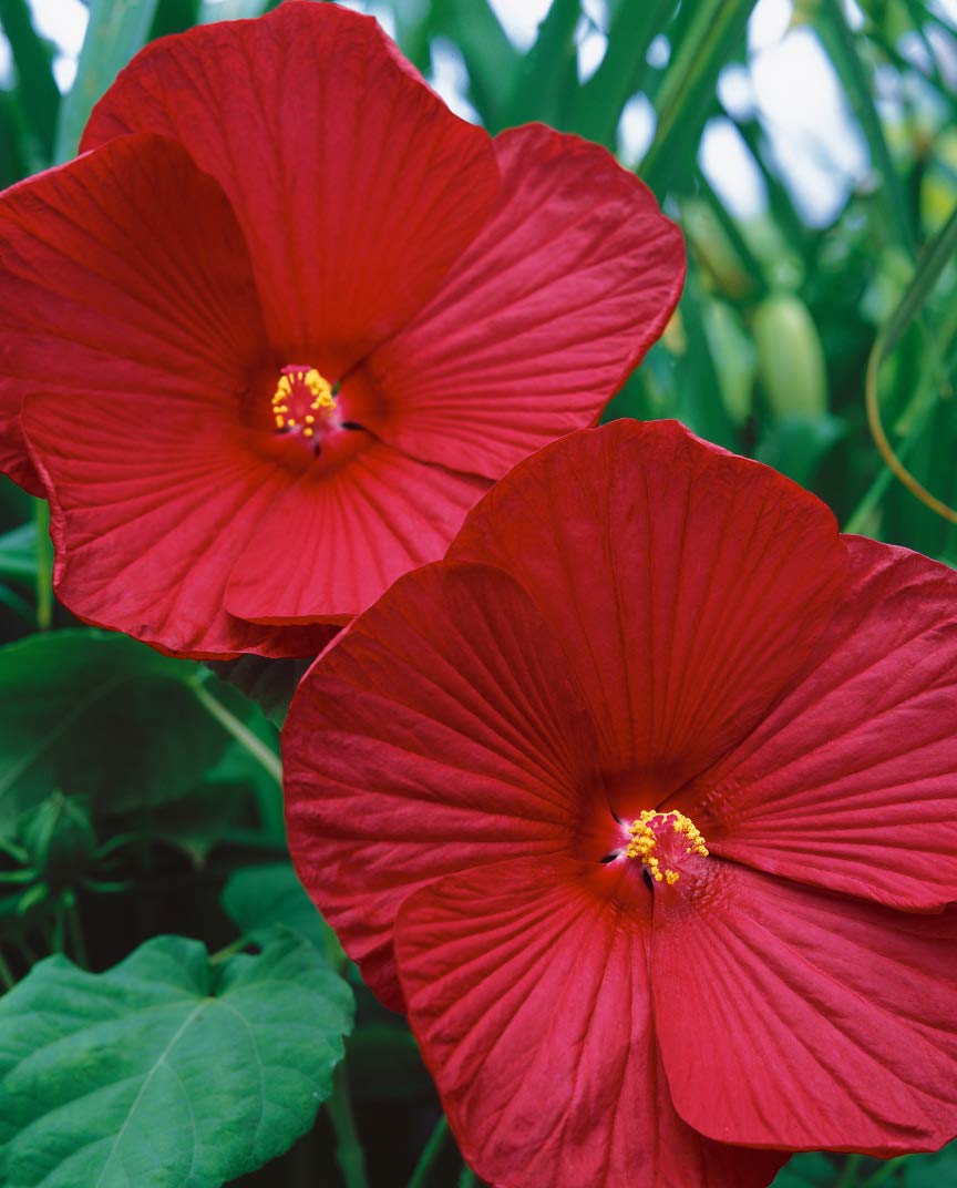 Outsidepride Perennial Hibiscus Luna Rose Flower Seeds - 10 Seeds for Planting, Gardening & Landscaping - Attracts Butterflies & Hummingbirds