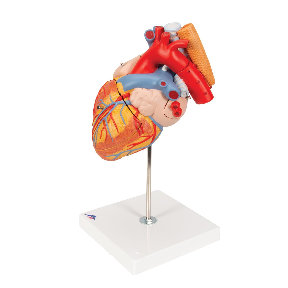 Heart with Esophagus and Trachea Model - 2X Life Size 5-Part Anatomy Demonstration Kit for Medical Students & Doctors | Perfect for Classroom Study, Surgical Training & Patient Education