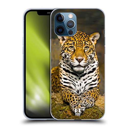 Adult Female Jaguar