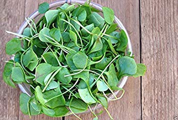 1000 Watercress Seeds - Organic Non-GMO Salad Greens, Culinary & Medicinal Herb for Cooking, Teas & Natural Remedies | Perfect for Home Gardens, Hydroponics & Healthy Eating