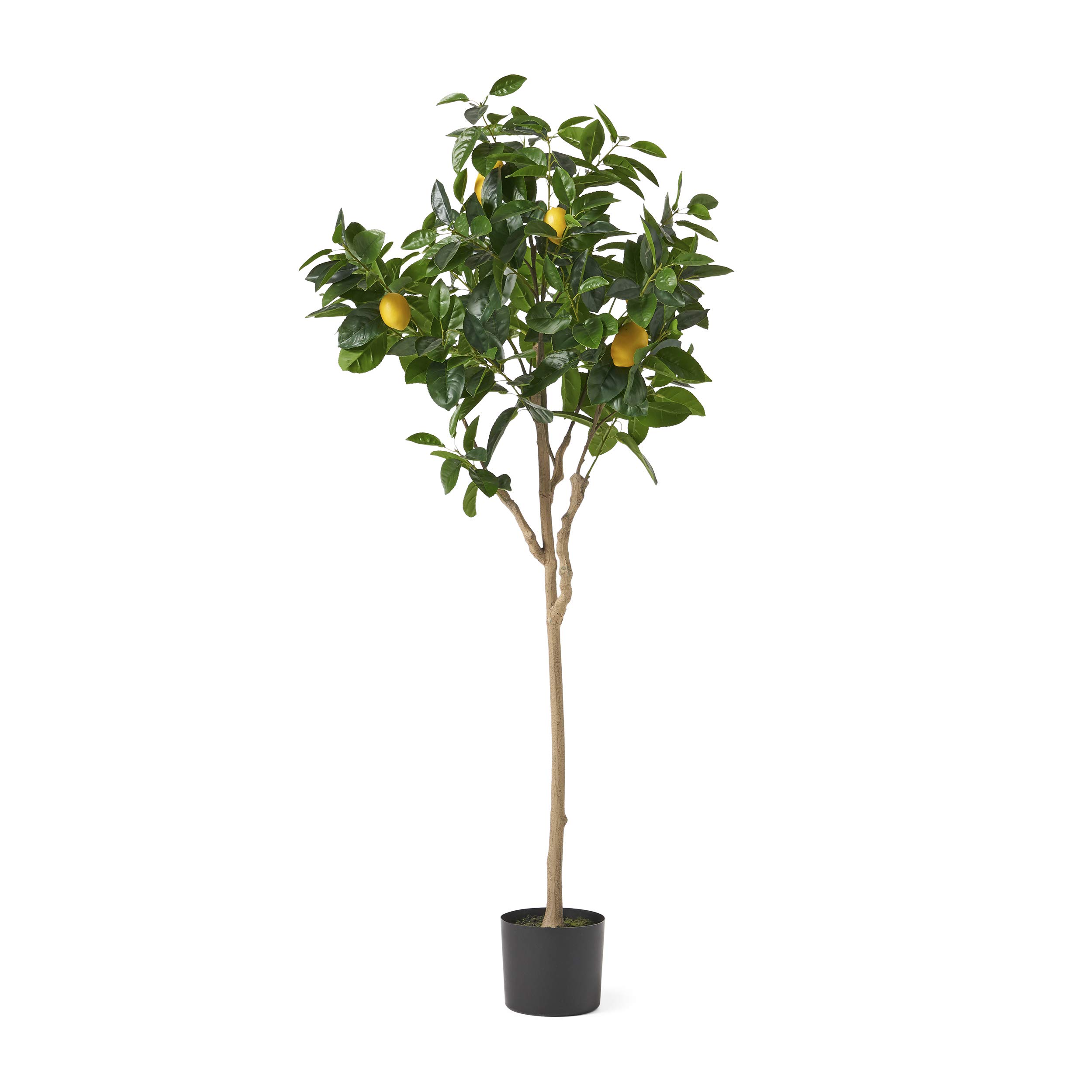 Christopher Knight Home 313918 5' x 2' Artificial Faux Plants - Realistic Green Indoor/Outdoor Decor for Home, Office, Patio & Garden