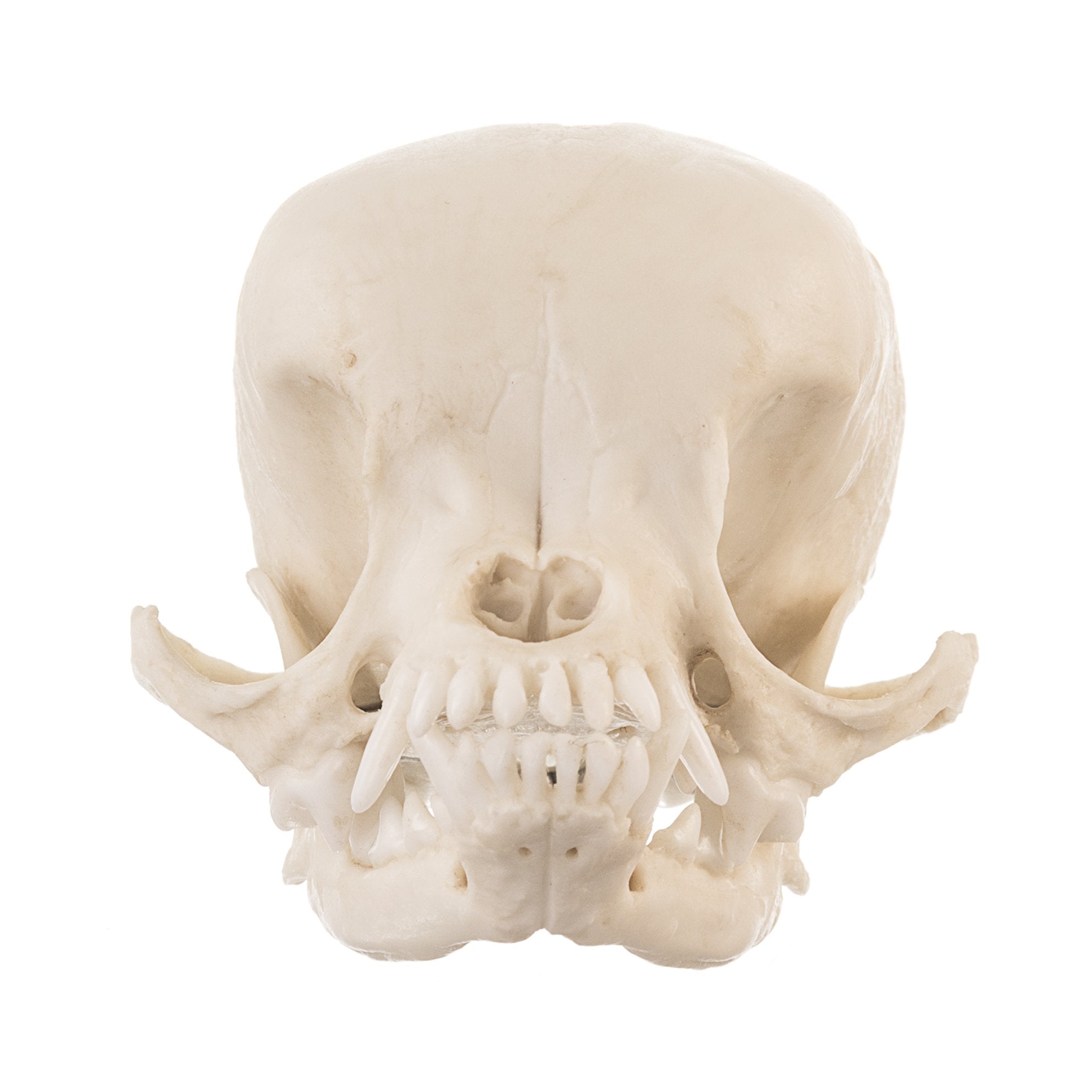 Authentic Replica Apple Head Chihuahua Dog Skull - Detailed Canine Anatomy Model for Veterinary Study, Halloween Decor & Taxidermy Display