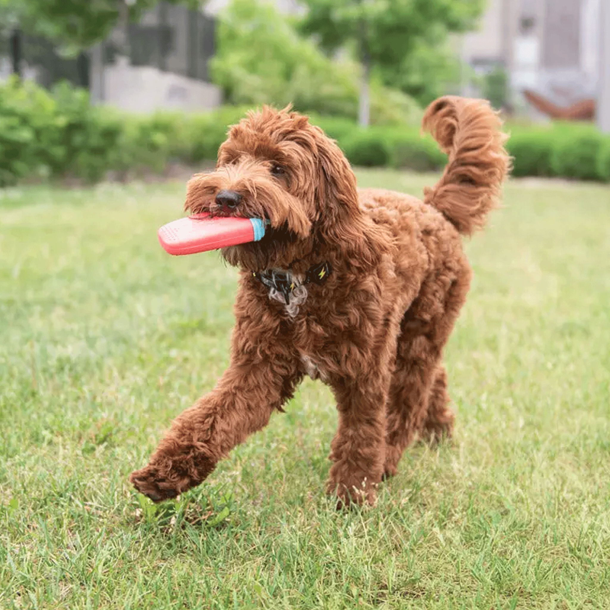 Go Fresh Pet Ice Popsicle Toy - Watermelon Flavor Chew Toy for Dogs - Perfect for Summer Cooling & Teething Relief