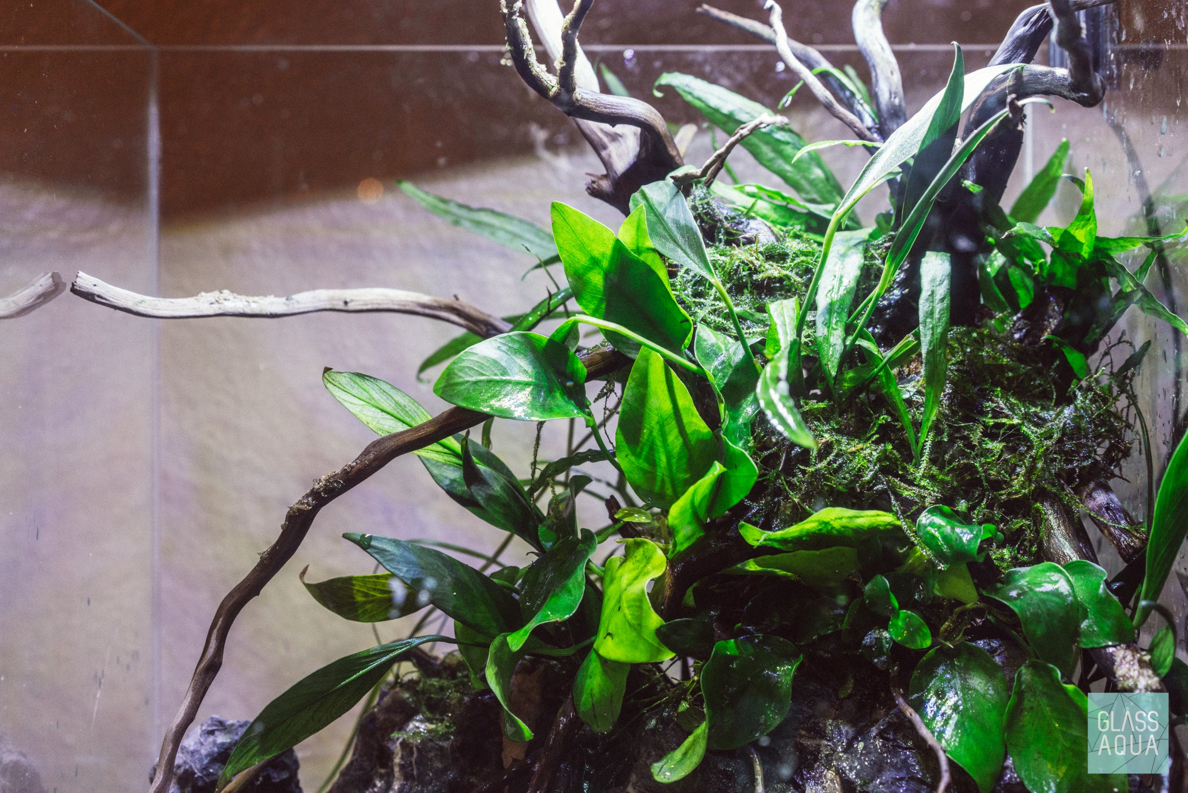 Premium Java Moss Aquatic Plant for Freshwater Aquariums - Perfect for Aquascaping, Shrimp Tanks & Fish Breeding | Enhances Water Quality & Natural Habitat