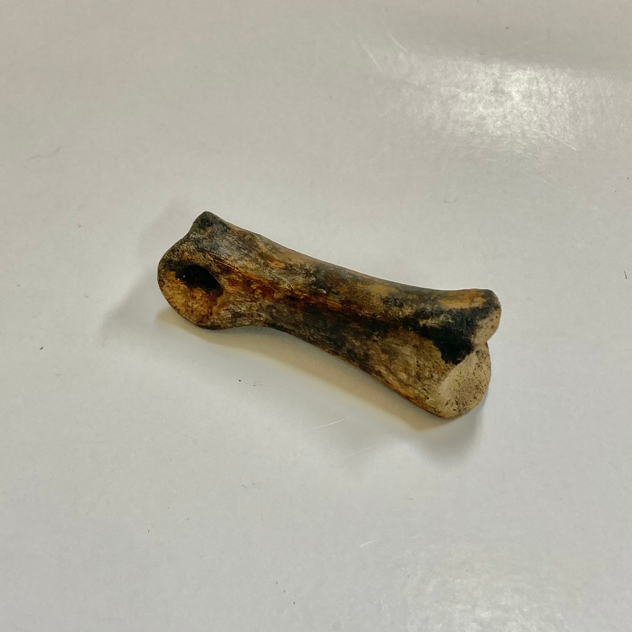 **Struthiomimus Dinosaur Metatarsal Toe Bone Fossil - Authentic Prehistoric Relic for Collectors, Museums & Educational Displays**