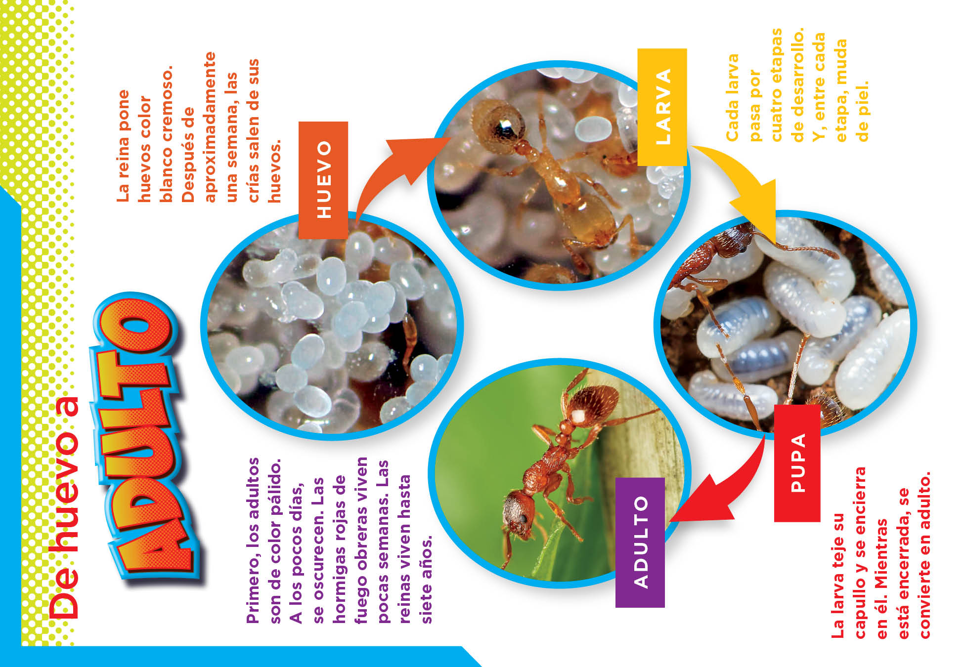 Red Fire Ant Killer - Effective Pest Control for Home & Garden | Safe Indoor & Outdoor Use