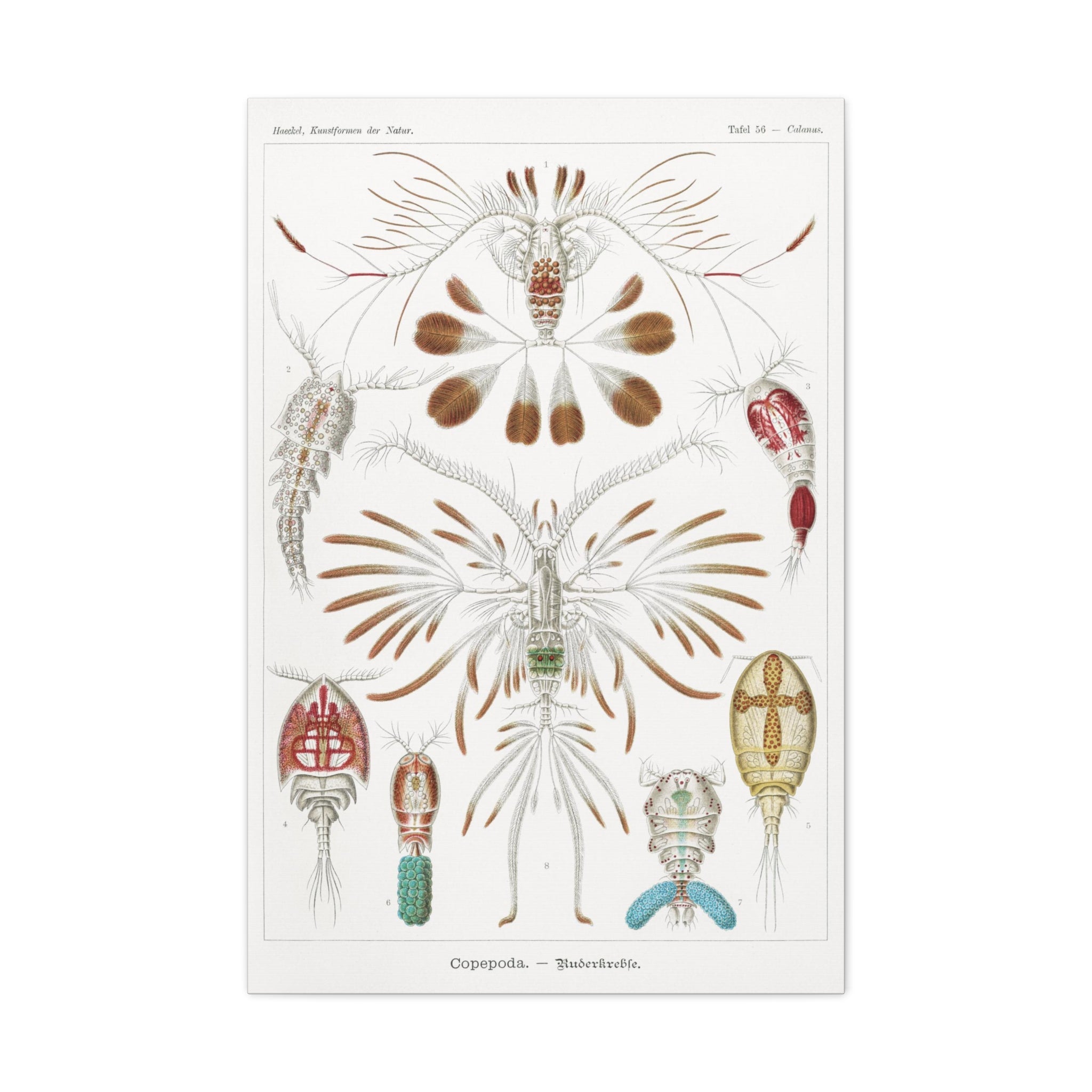 Copepoda Ruderkrebse by Ernst Haeckel - Premium Canvas Art Print for Home & Office Decor | Marine Biology Wall Art | Scientific Illustration Gift
