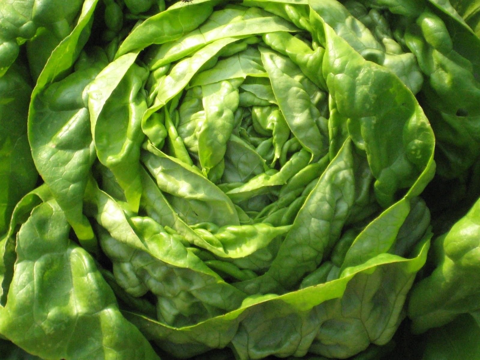 Organic Non-GMO Buttercrunch Lettuce Seeds (2000 Seeds) - Fresh Salad Greens for Home Garden, Hydroponics & Healthy Eating - Perfect for Salads, Sandwiches & Smoothie Bowls