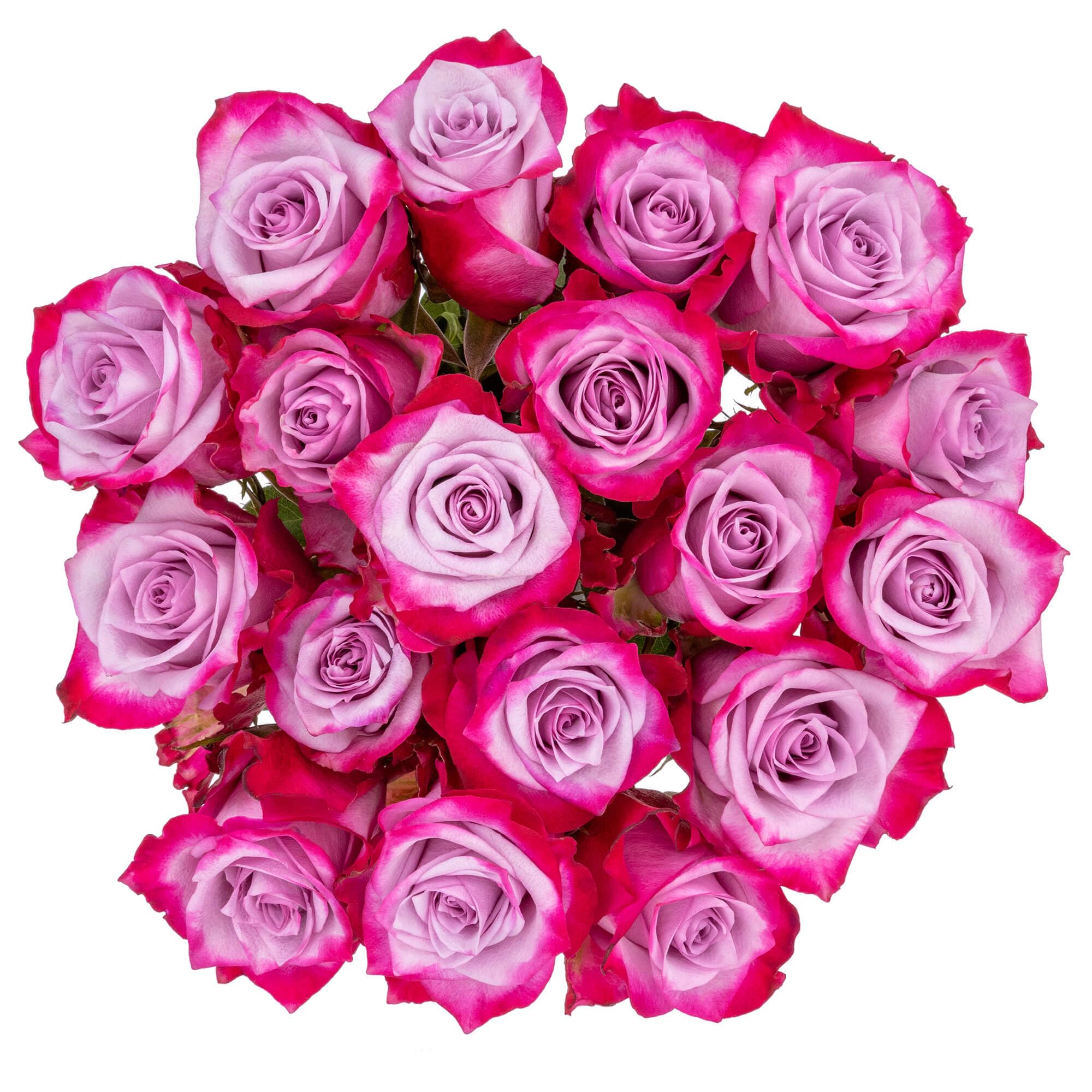 18 Lavender Rose Bunch - Premium Fresh Cut Flowers for Wedding Bouquets, Home Decor & Romantic Gifts | Falcon Farms Inc.