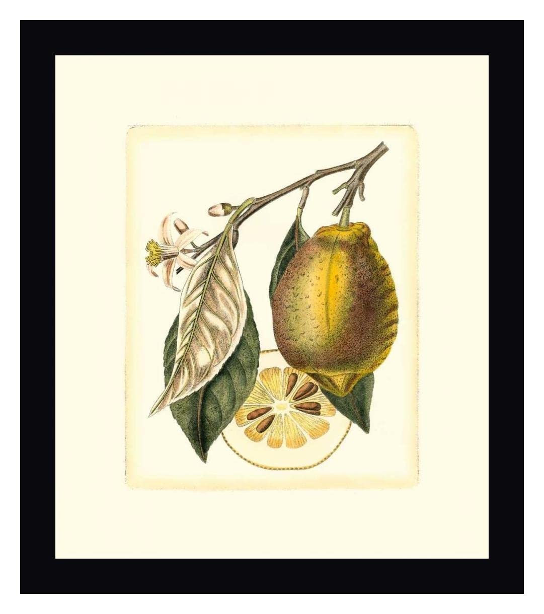French Lemon Study II by A. Risso - 32x36 Inch Framed Canvas Wall Art Print with Black Frame - Ready to Hang - Perfect for Living Room, Bedroom or Office Decor