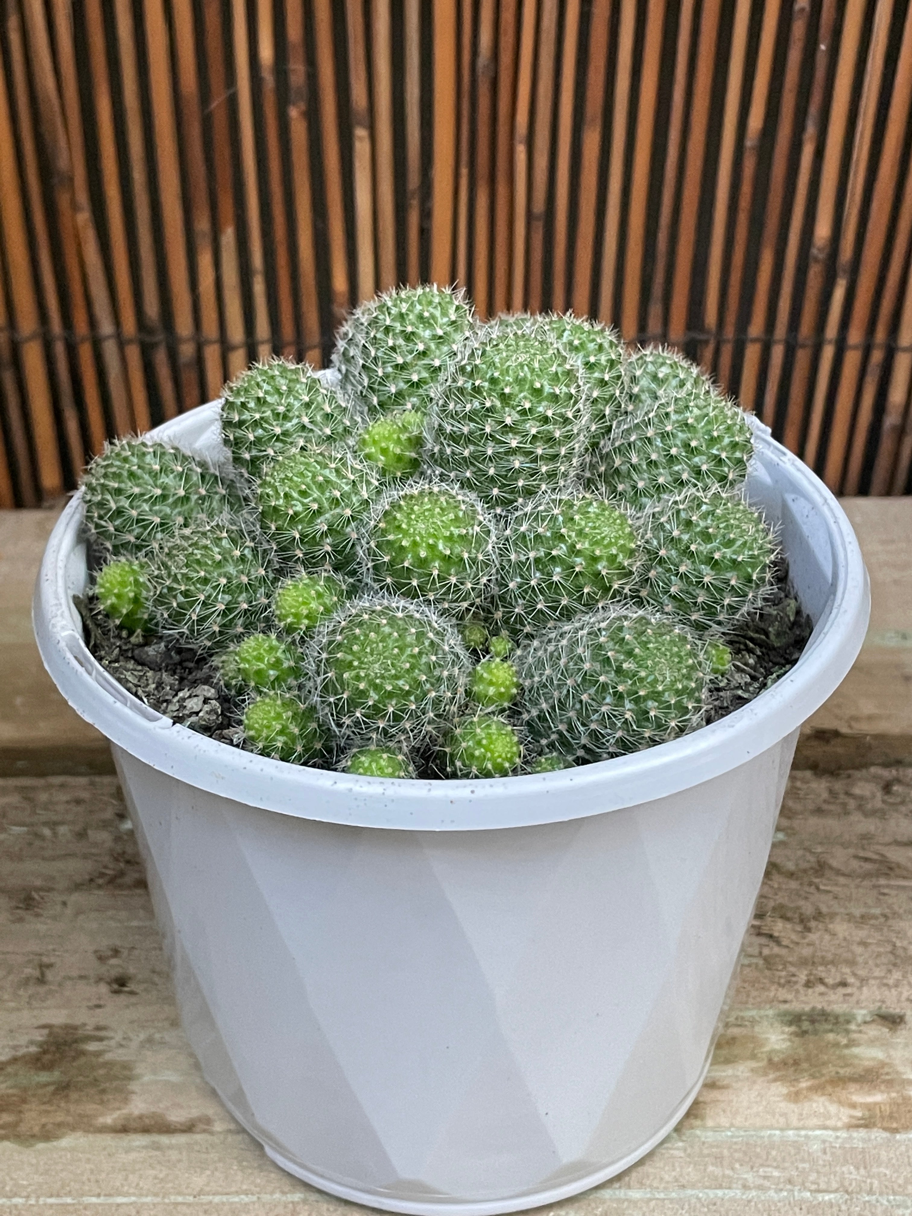 Aylostera Pulvinosa Cactus - Rare Succulent Plant for Home & Garden Decor | Perfect for Indoor Pots, Terrariums, and Desert Landscaping