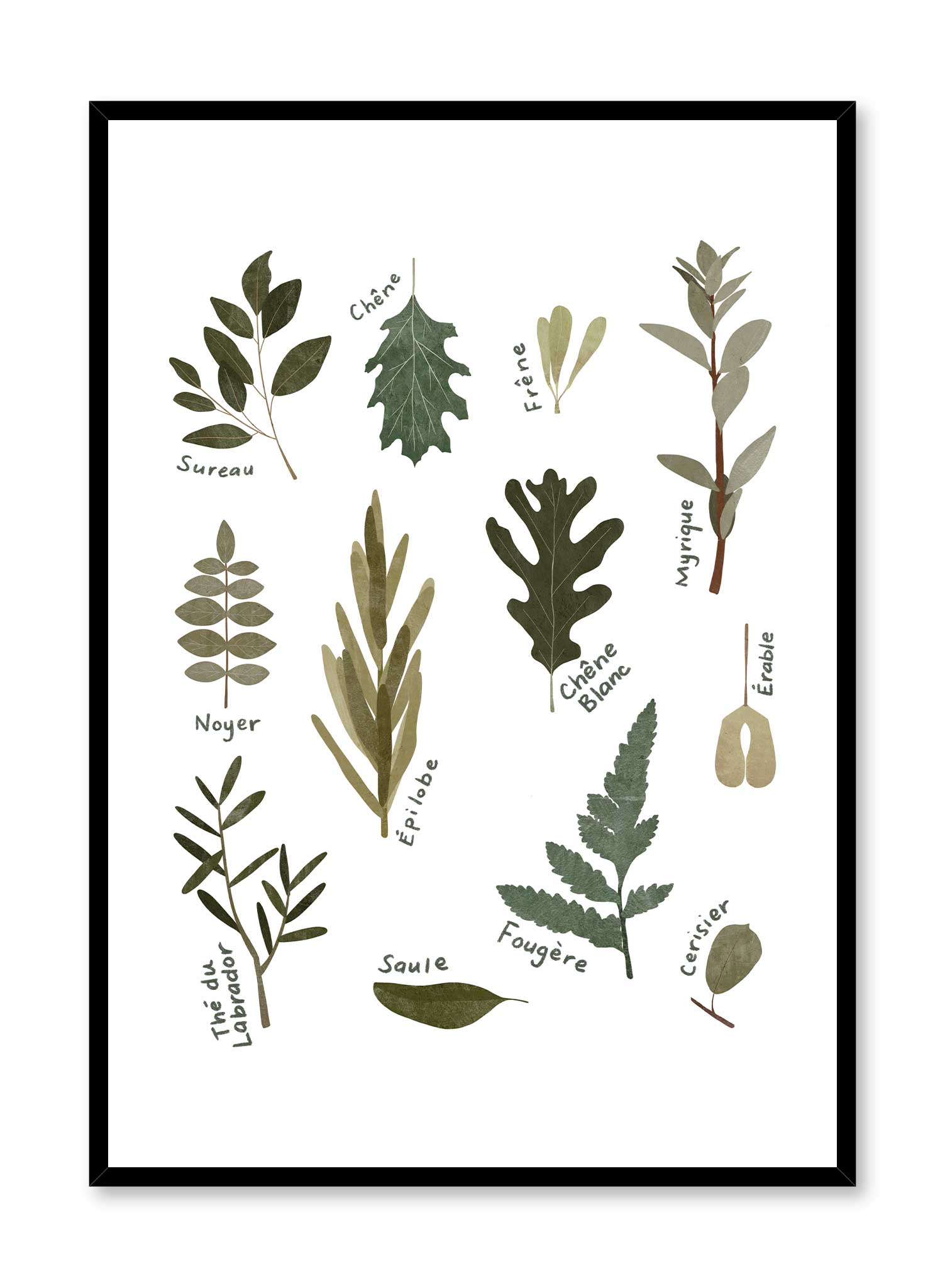 French Leaf Encyclopedia Poster - Botanical Study Guide & Wall Art for Home, Office, or Classroom Decor