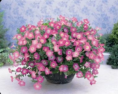 Petunia Spreading Opera Supreme Pink Morn 1000 Seeds - Premium Flower Seeds for Garden, Hanging Baskets & Landscaping