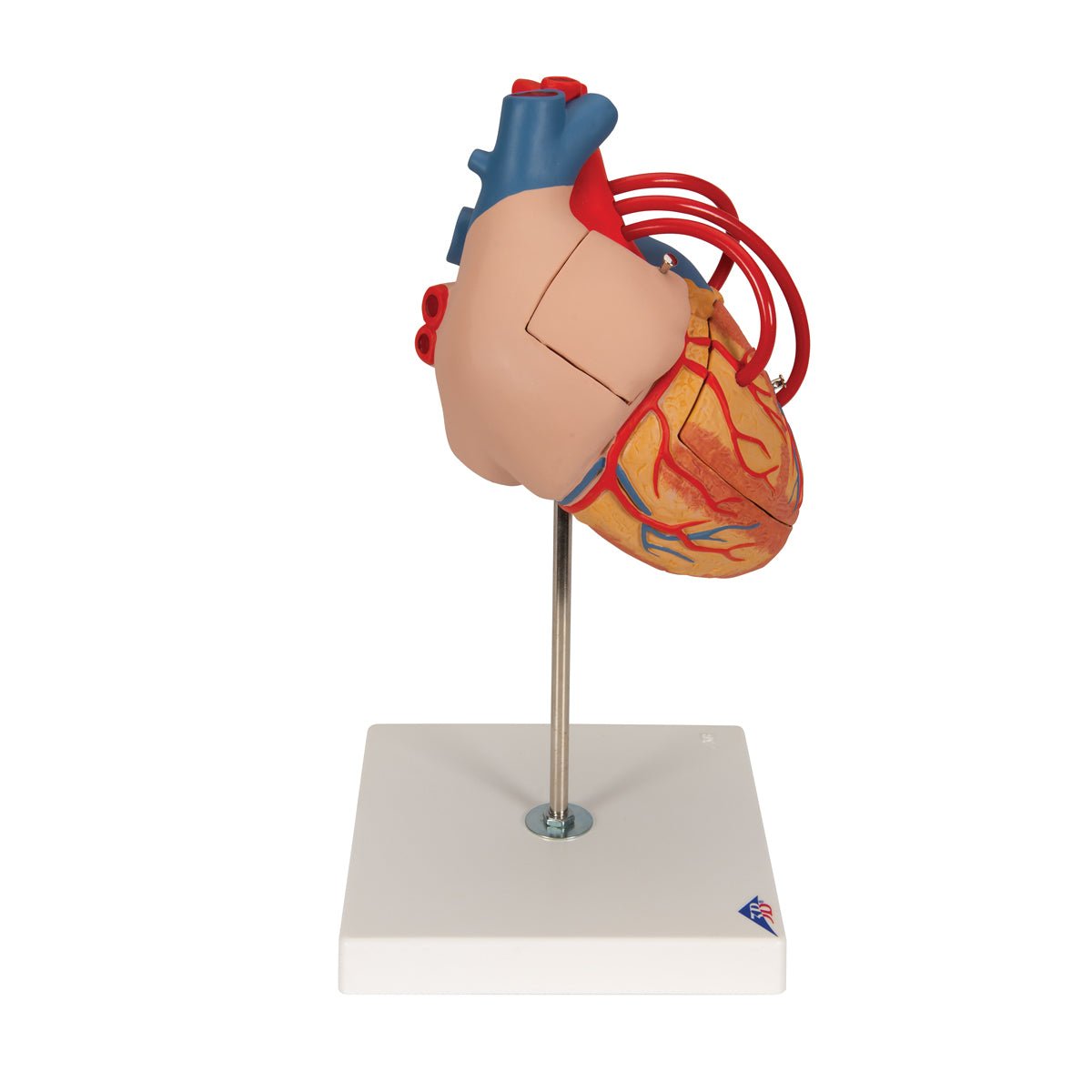 2X Life Size Human Heart Model with Venal Bypass - 4 Part Anatomical Heart for Medical Education & Classroom Demonstration