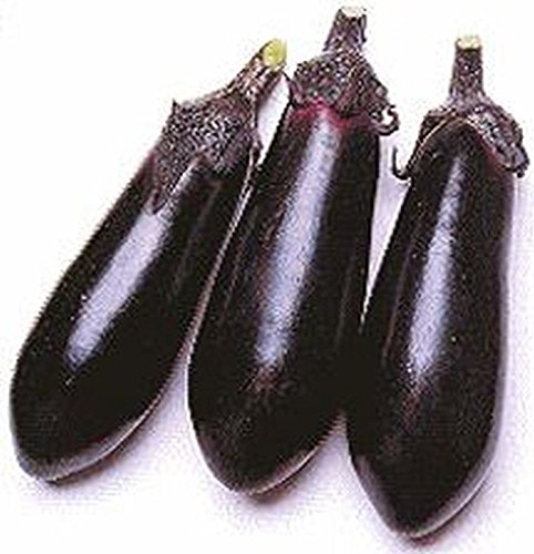 Money Maker 2 Hybrid Eggplant Seeds - High Yield 8 oz Black Eggplants (25 Seeds) for Home Gardening, Organic Farming & Fresh Cooking