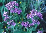 Lunaria Biennis Mixture Flower Seeds - 1 Lb Packet for Beautiful Garden Landscaping & Cottage Style Planting | Seeds Kingdom