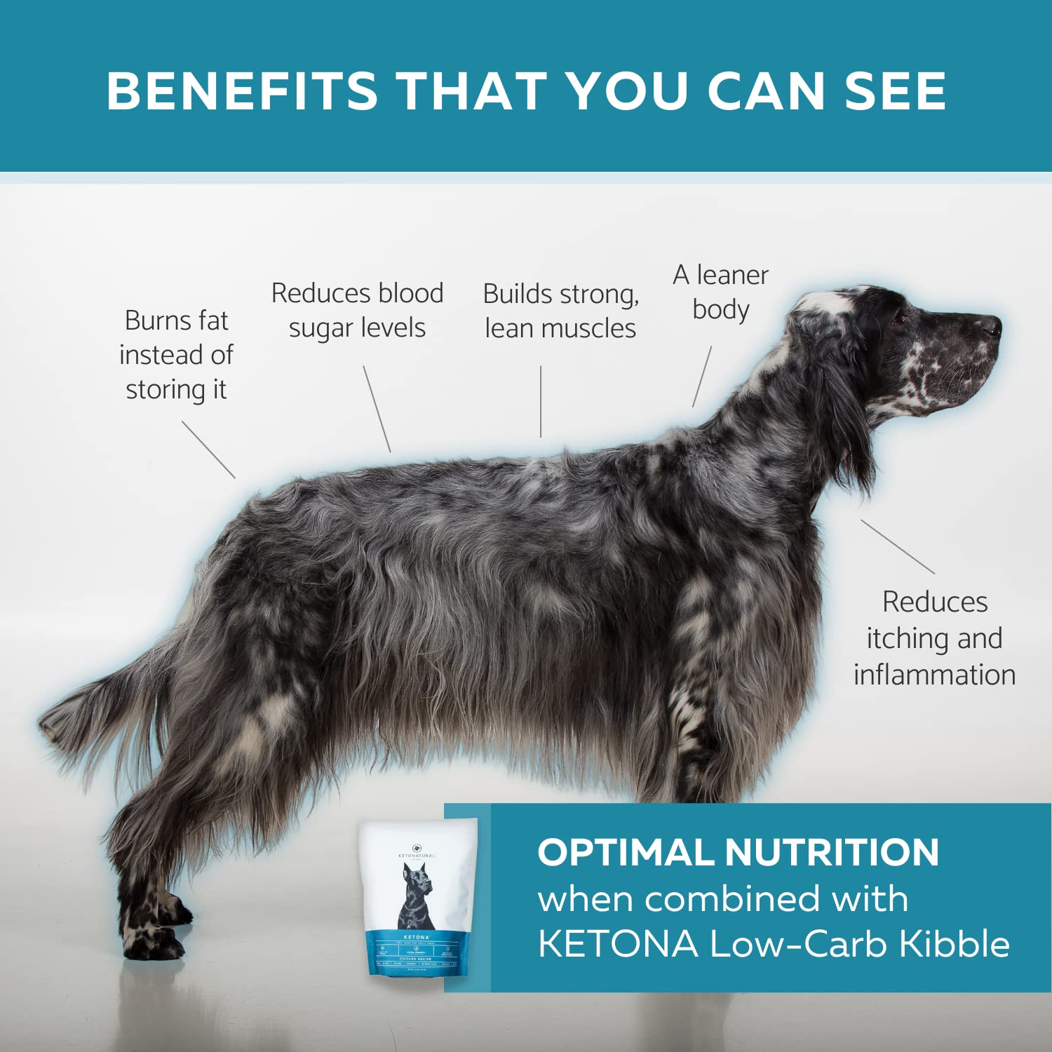 Ketona Salmon Recipe Dry Dog Food (24.2lb) & Chicken Liver Dog Treats Bundle - High Protein Low Carb Dog Food for Weight Management - Raw Diet Nutrition with Kibble Convenience - Perfect for Adult Dogs & Puppies with Sensitive Stomachs
