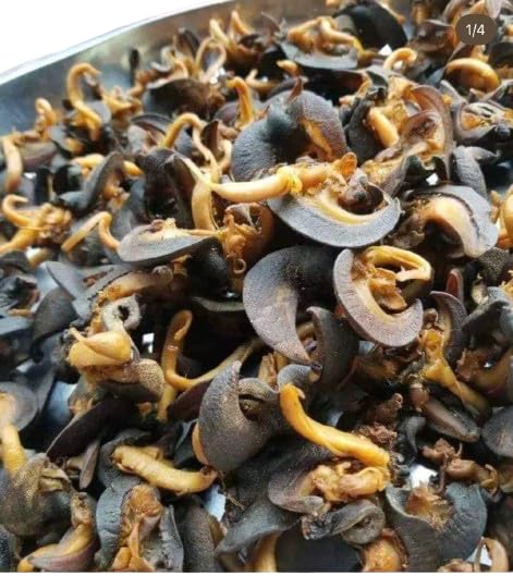 Premium Dried Snails from Cameroon (0.5 lbs) - All Natural, High Protein African Delicacy for Gourmet Cooking & Traditional Recipes