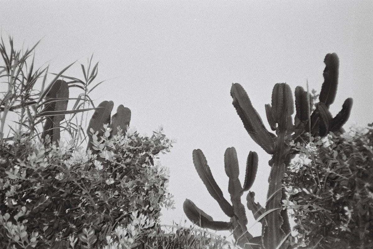 Dubblefilm Daily 400 Black & White Negative 35mm Film - 36 Exposures Single Roll | Perfect for Street Photography & Vintage Film Cameras