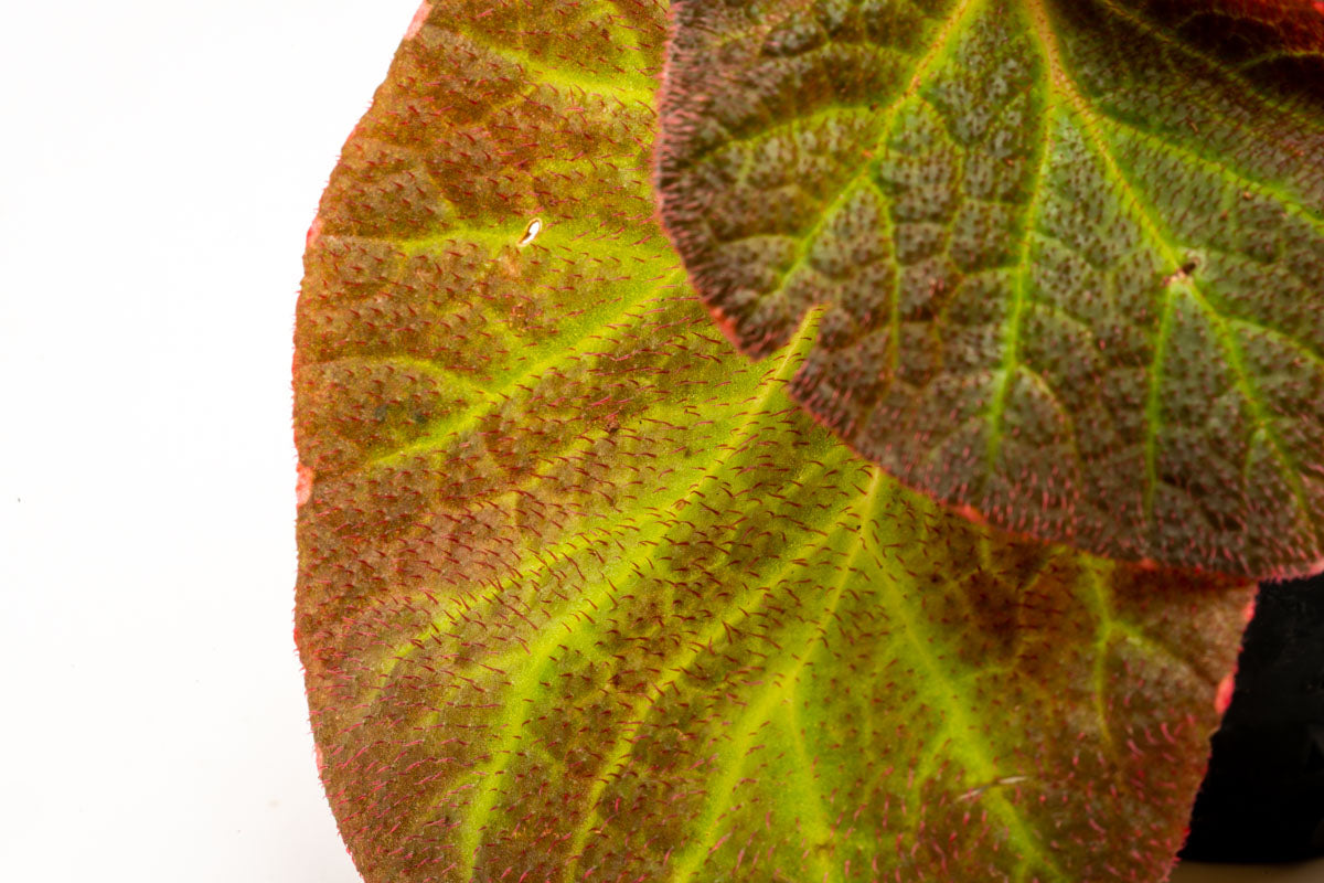 Begonia Soli Mutata - Rare Exotic Begonia Plant for Home & Garden Decor | Perfect for Indoor Houseplants, Office Spaces, and Tropical Landscaping