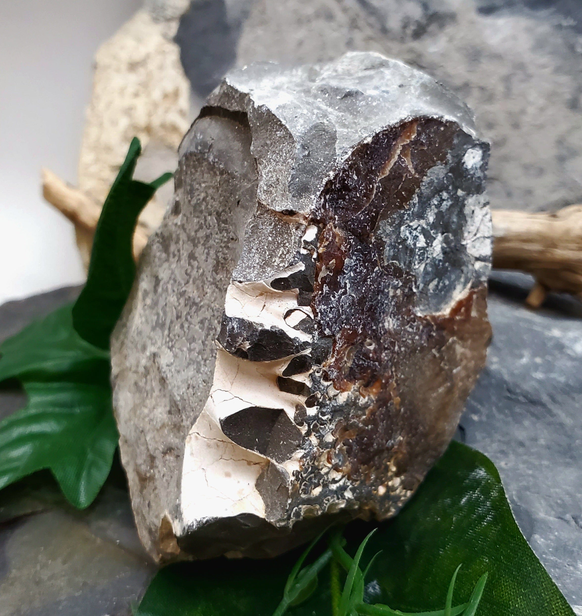 Authentic Baculite Fossil - Ancient Marine Cephalopod Specimen for Collectors, Education & Home Decor - Perfect for Geology Enthusiasts, Classroom Displays & Natural History Decor