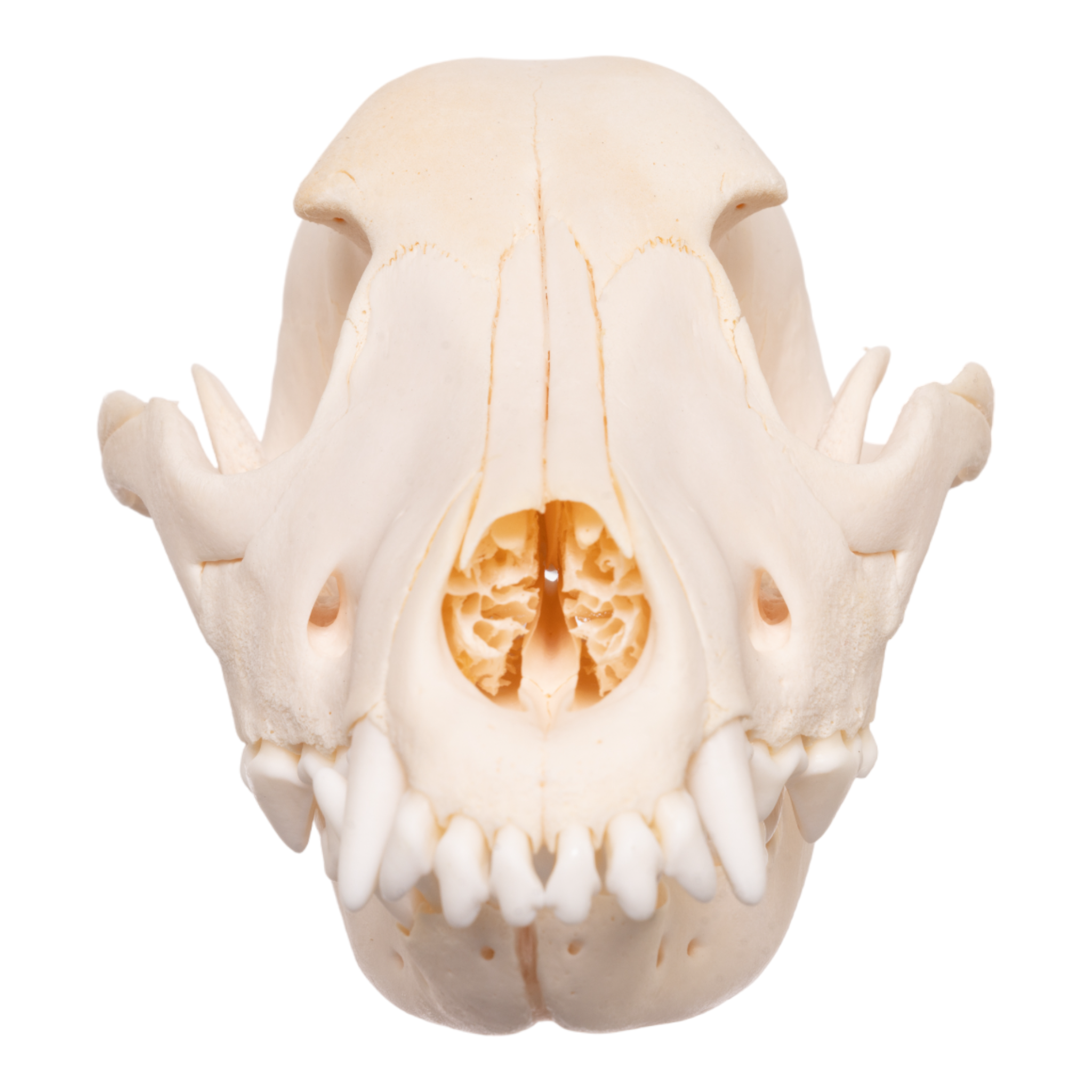 Authentic Domestic Dog Skull with Overbite - Perfect for Veterinary Studies, Halloween Decor & Oddity Collectors