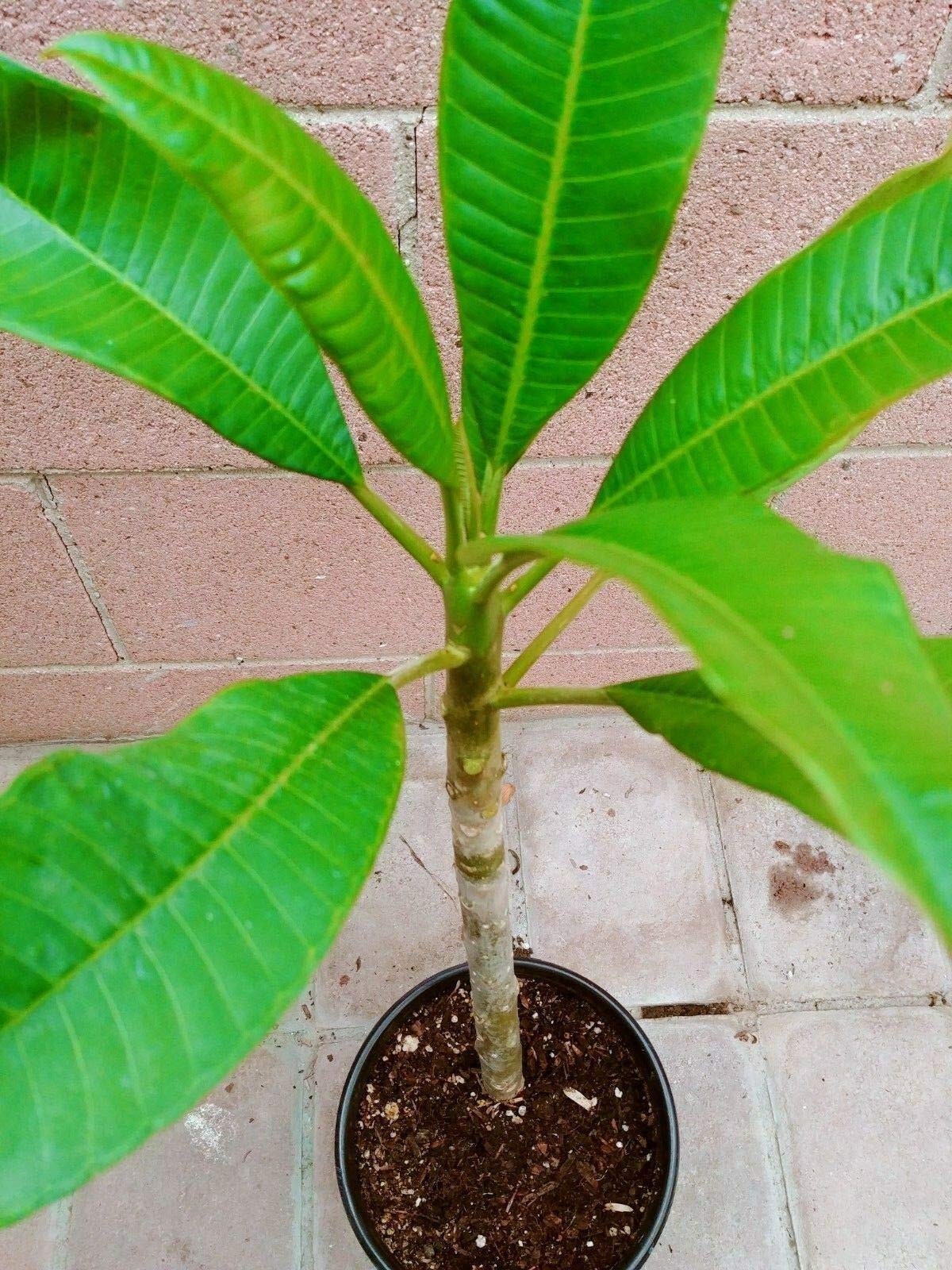 Pink Cotton Candy Plumeria Plant - Live Rooted Tropical Flower for Garden, Patio & Landscaping | Perfect for Home Decor, Wedding Bouquets & Hawaiian Leis