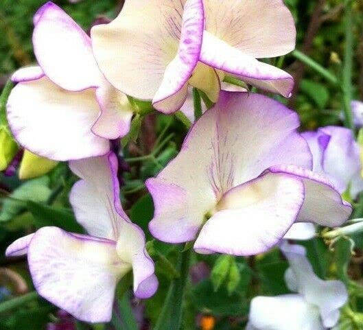 Sweet Pea High Scent Vine Seeds - Fragrant Bicolor White & Purple Flowers (25 Seeds) for Garden Trellis, Wedding Decor & Fragrant Landscaping