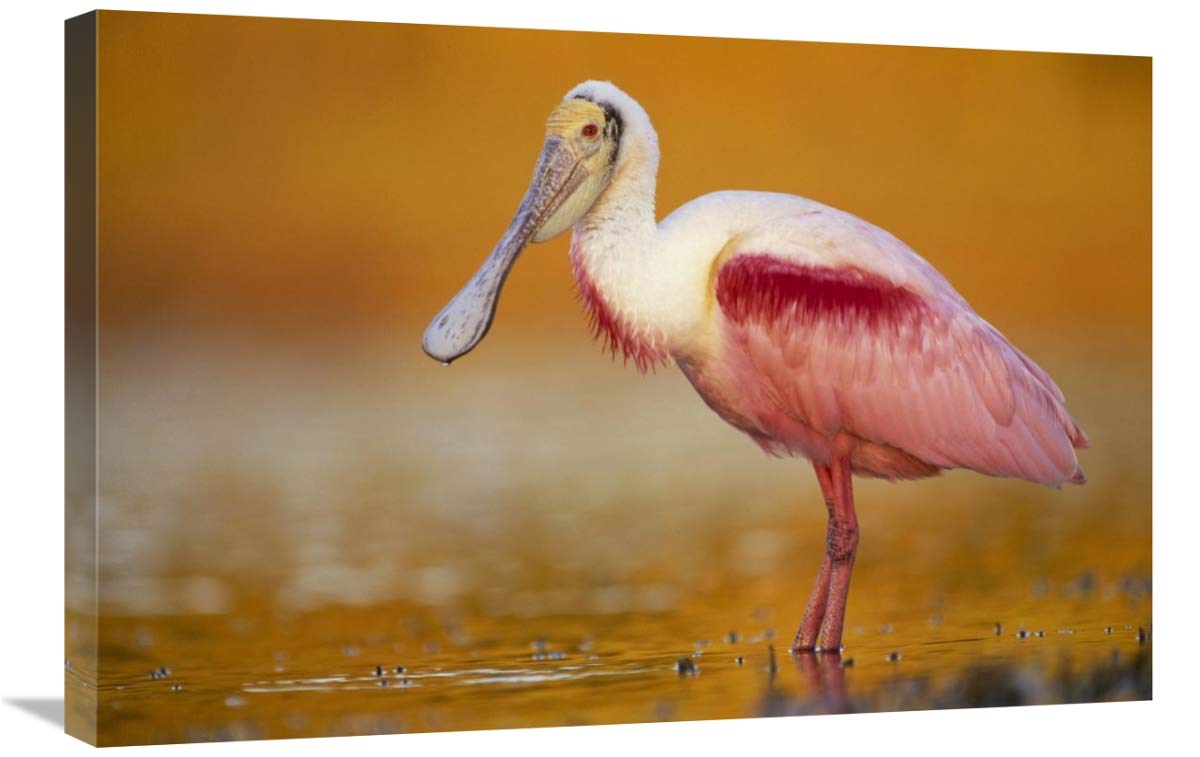 Roseate Spoonbird Canvas Art - 30x20 Inches - North American Wildlife Painting - Breeding Plumage Bird Standing in Golden Water - Perfect for Living Room, Bedroom & Office Decor