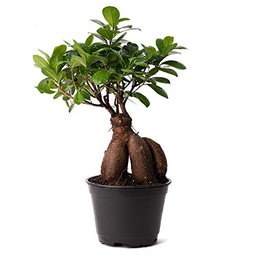 Ginseng Microcarpa