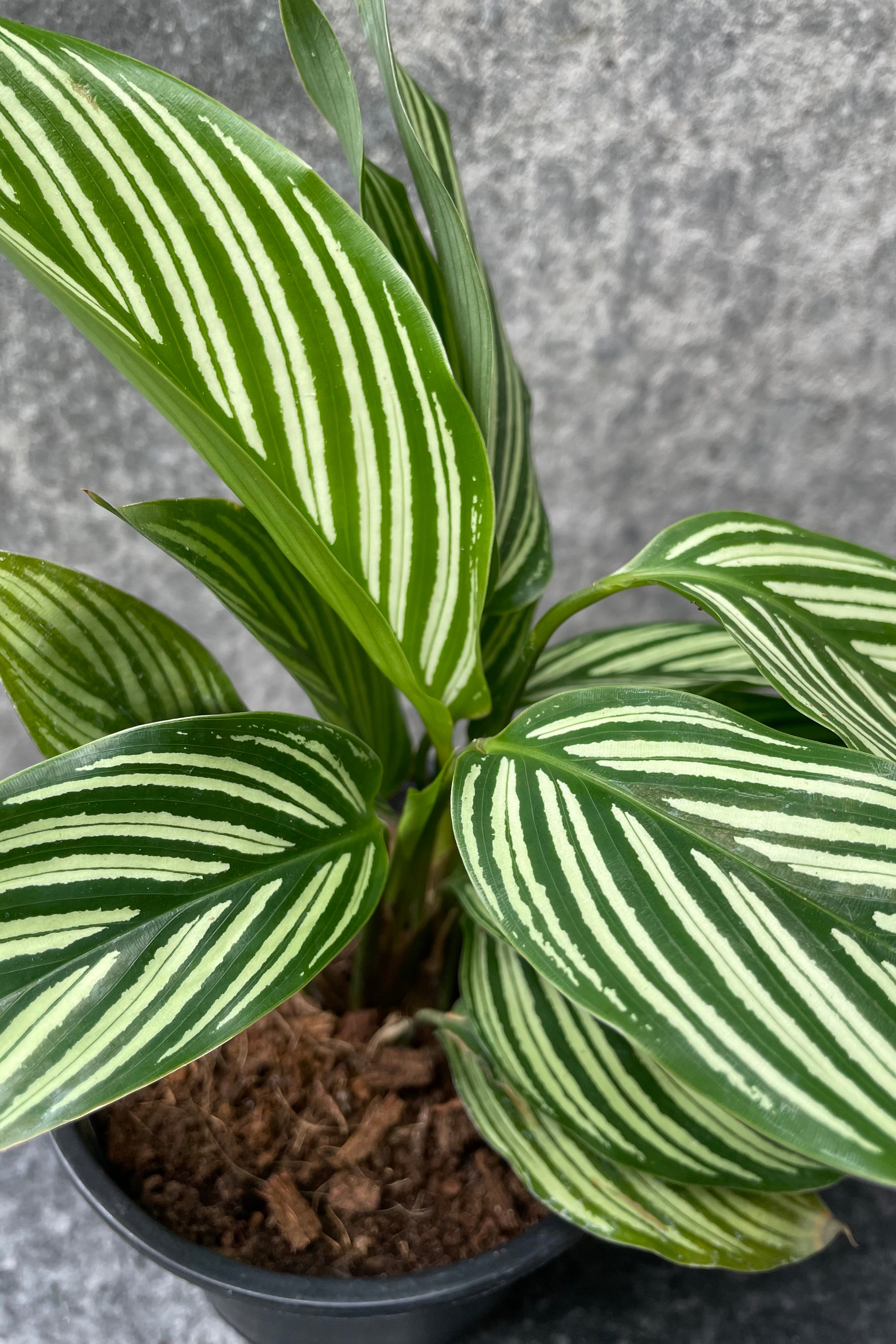 Calathea Elliptica 'Vittata' - 4 Inch Live Prayer Plant with Striking Striped Leaves | Perfect for Home Decor, Office Plants & Indoor Gardening