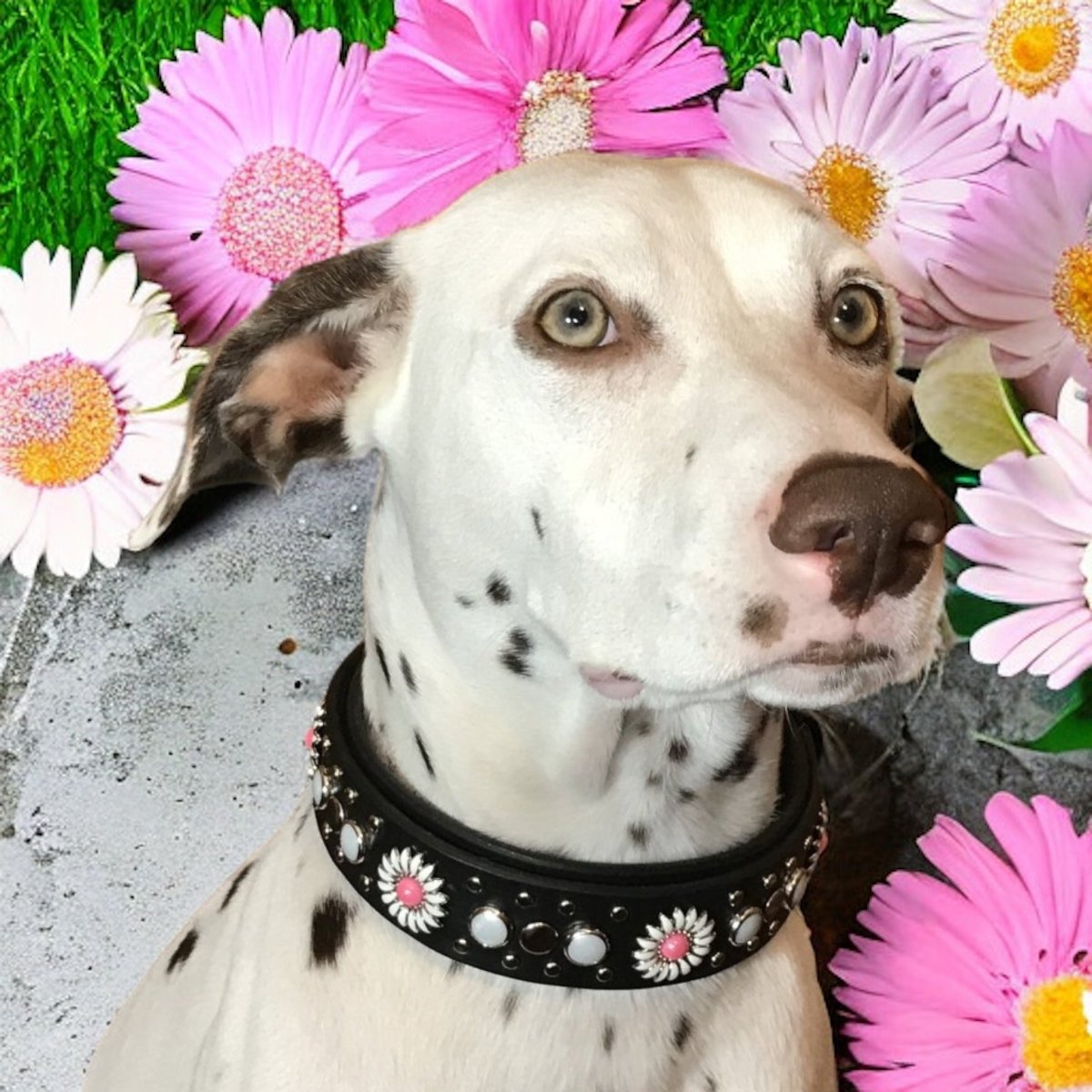 Premium Genuine Leather Dog Collar - Kalina Collection | Adjustable & Durable Pet Collar for Small Medium Large Dogs | Perfect for Daily Walks, Training & Outdoor Adventures